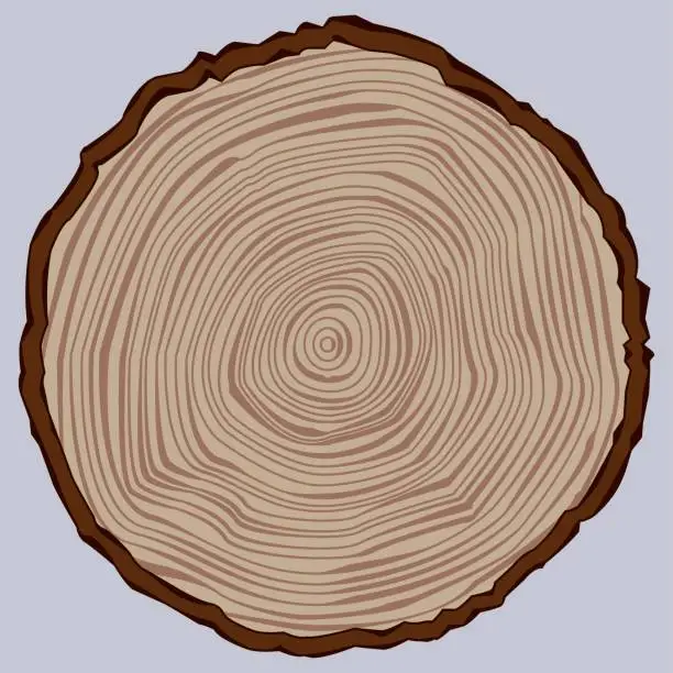 Vector illustration of Tree Trunk Section