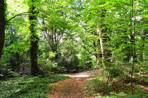 istock Woodland Trail. 813118626