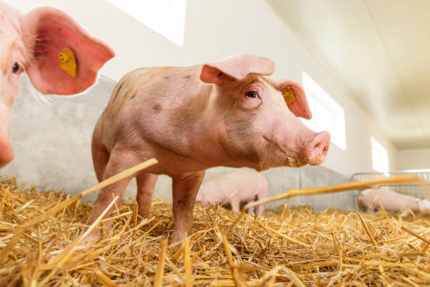 istock A little, nosy piglet in a straw covered pigsty. 813121378