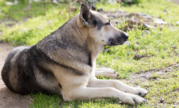 istock Dog Outdoors 813126238