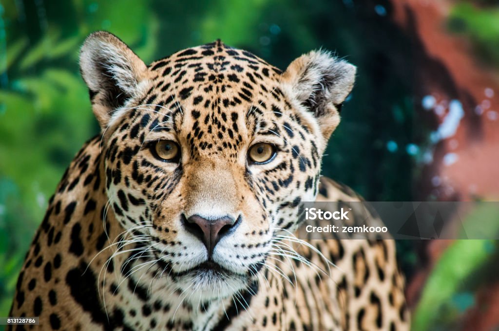 Taunting the jaguar Looking directly into Jaguar's eyes Jaguar - Cat Stock Photo