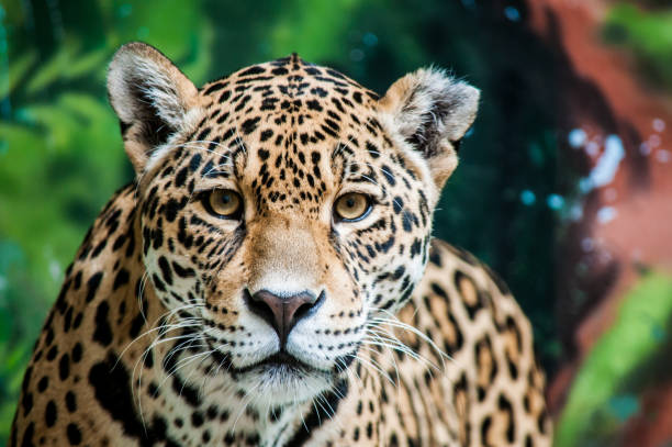 Taunting the jaguar Looking directly into Jaguar's eyes jaguar stock pictures, royalty-free photos & images