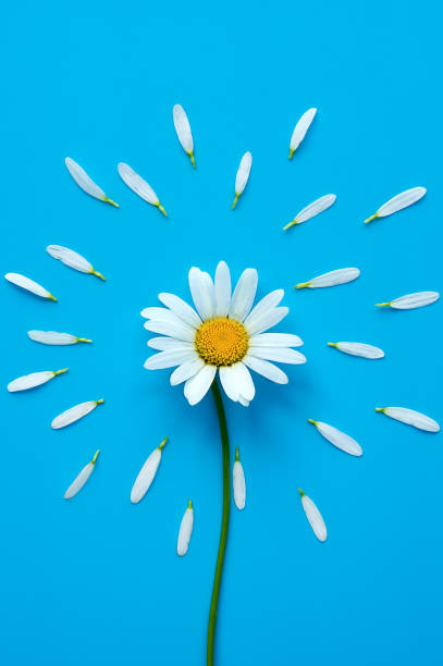 istock Isolated chamomile flower. Vertical photo 813129236