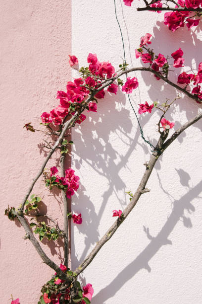 istock Beautiful half pink half white wall with growing pink flowers crawling on it 813129446