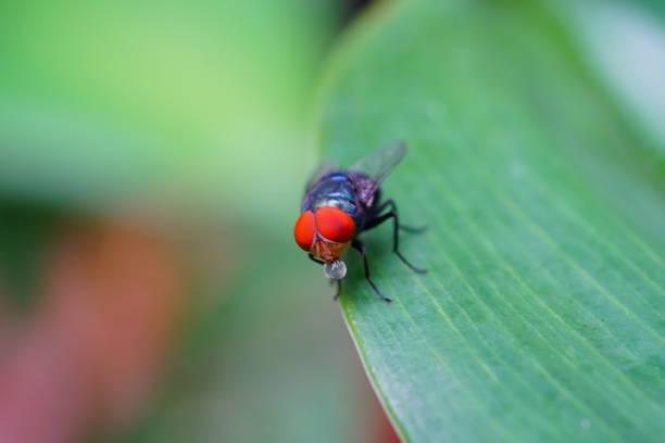 Macro the insect with nature