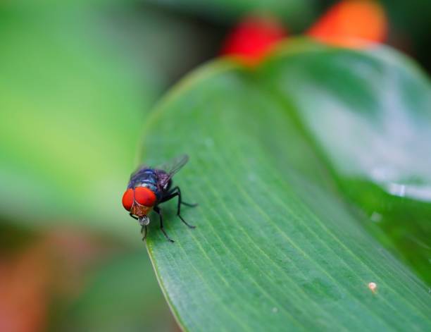 istock Macro the insect with nature 813131686