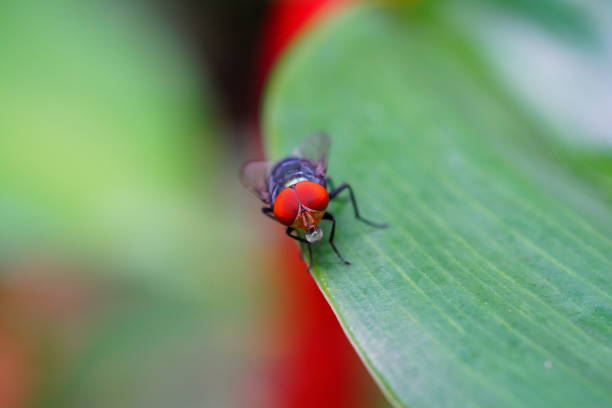 istock Macro the insect with nature 813131702