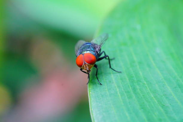 istock Macro the insect with nature 813133886
