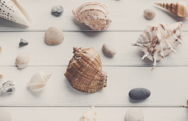 istock Seashells on white wood, sea vacation background 813136806