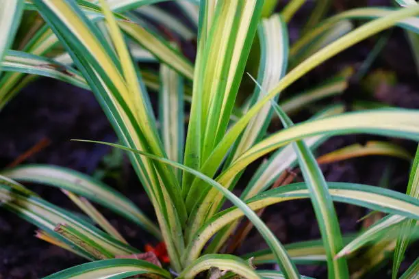 Chlorophytum comosum, Thailand, Spider Plant, Beauty, Evergreen Plant, Freshness