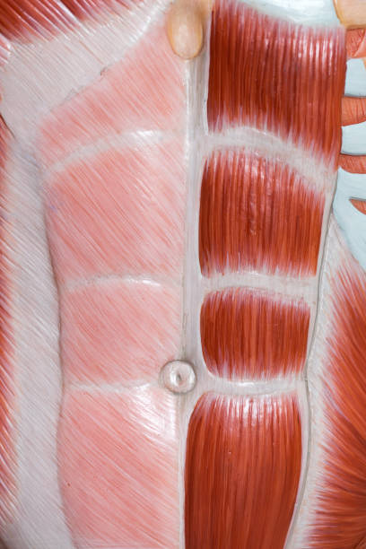 研究室の教育のための腹部筋の解剖学。 - external oblique ストックフォトと画像