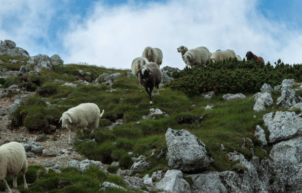 istock agricultural landscape flock of sheeps 813142902