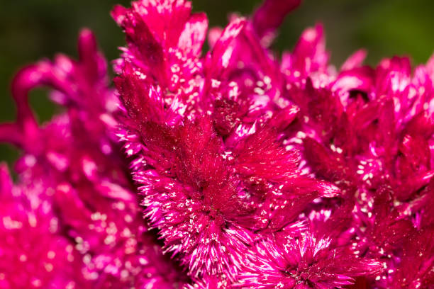 istock red velvet flower in nature 813148672