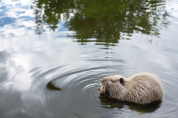 istock River animal. Muskrat eats in the water. 813151722