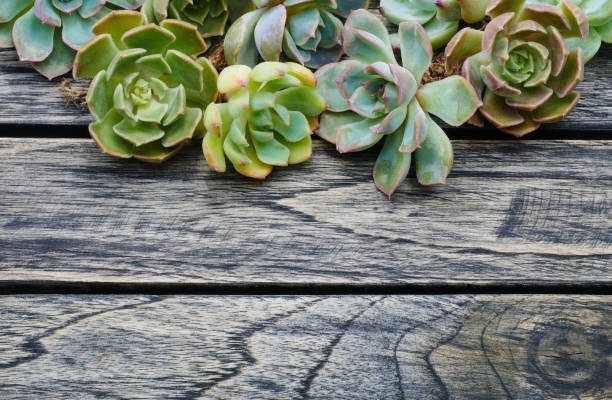 Top view cute succulent plant flora with copy space for text on wooden table background.