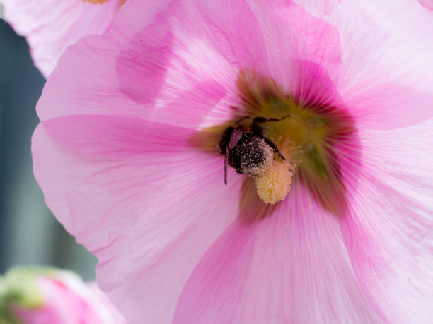 istock Bumblebee in a Hollyhock 813161022