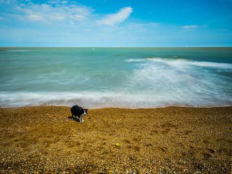 Border collie dog on beach using long exposure technic to blur sea