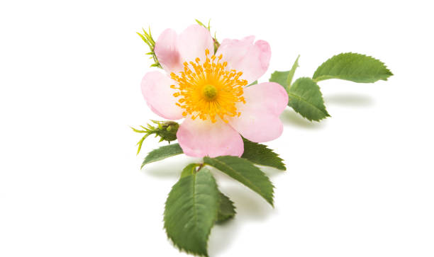 istock wild rose flower isolated 813166282