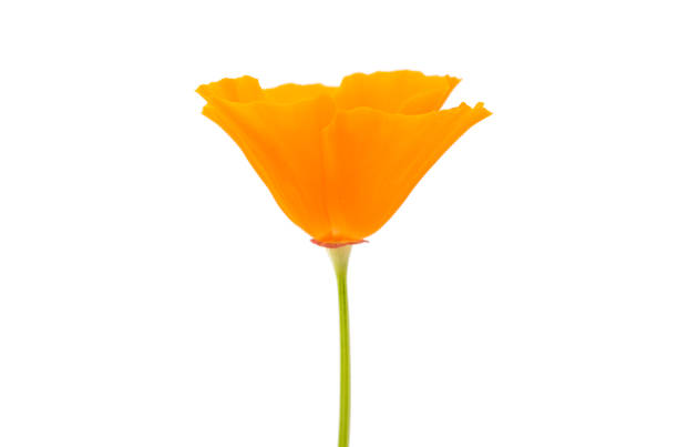 Eschscholzia californica flower on a white background