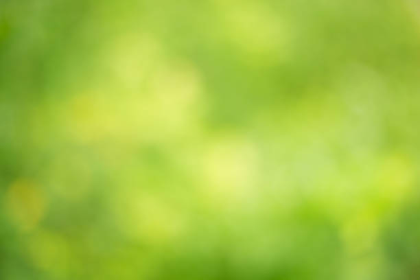 istock Abstract circular green bokeh background,Natural blur green for backgrounds design 813166482