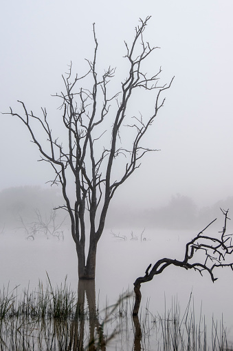 Silhouetted ead trees on Mankwe dam, South Africa