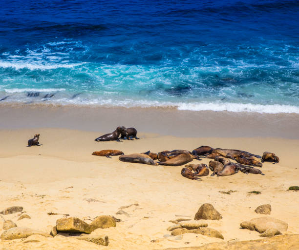 istock La Jolla Cove Seals and Sea Lions 813170144
