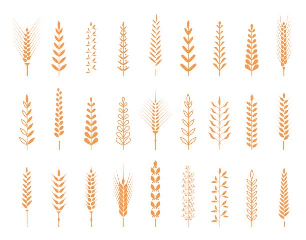 illustrazioni stock, clip art, cartoni animati e icone di tendenza di simboli agricoli isolati su sfondo bianco. - oat farm grass barley