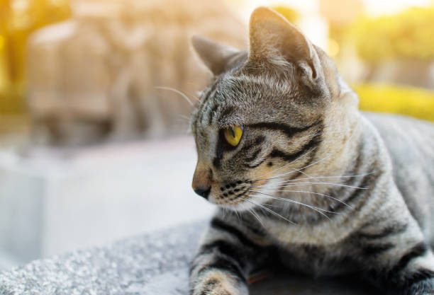 Portrait of tabby cat  lie down on stone platform in the park Portrait of tabby cat  lie down on stone platform in the park nimbly stock pictures, royalty-free photos & images