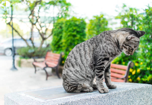 Portrait of tabby cat  sitting on stone platform in the park Portrait of tabby cat  sitting on stone platform in the park nimbly stock pictures, royalty-free photos & images