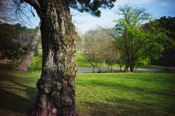 In the quiet embrace of nature, shades of green create a serene tapestry, where light and shadow dance in harmony. This is a place where the mind finds peace and the soul feels at home.