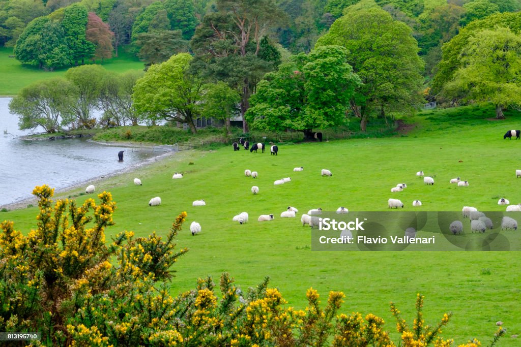 Paesaggio bucolico con lago, foresta e animali al pascolo - Dumfries e Galloway, Scozia - Foto stock royalty-free di Bosco