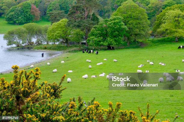 Paesaggio Bucolico Con Lago Foresta E Animali Al Pascolo Dumfries E Galloway Scozia - Fotografie stock e altre immagini di Bosco