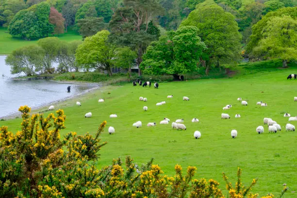 Bucolic landscape with lake, forest and animals grazing - Dumfries and Galloway, Scotland