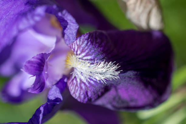 istock Colorful blooming wild spring flowers in view 813198346