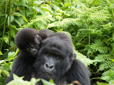 Madre y bebé gorila de la montaña, Rwanda photo
