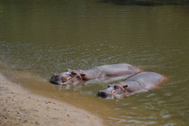 hippopotamus in the water - hippopotamus amphibian sleeping hippo sleeping imagens e fotografias de stock