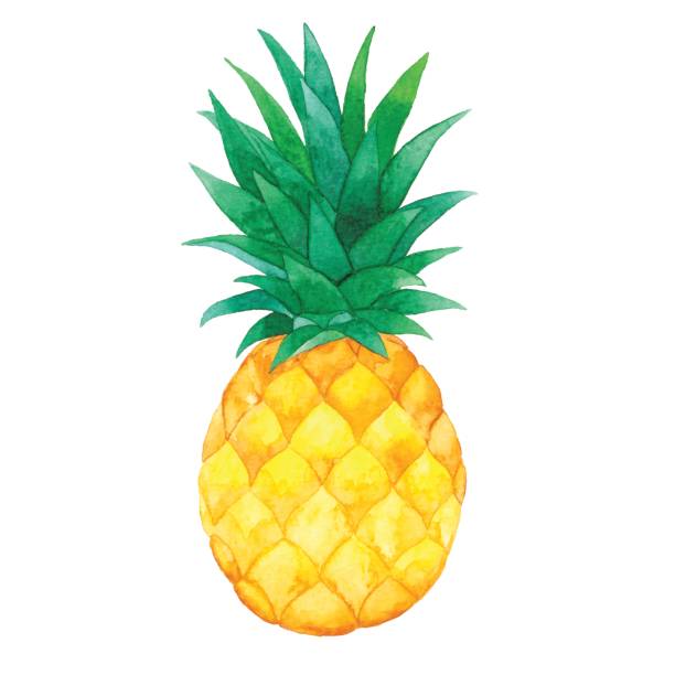Watercolor Pineapple Watercolor illustration. fruit clipart stock illustrations