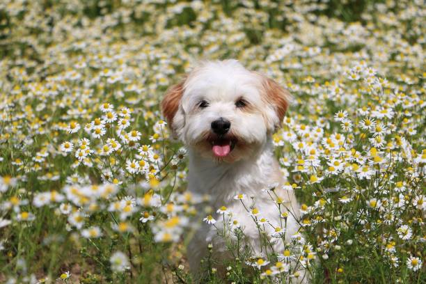 istock little dog in the flower field 813207572