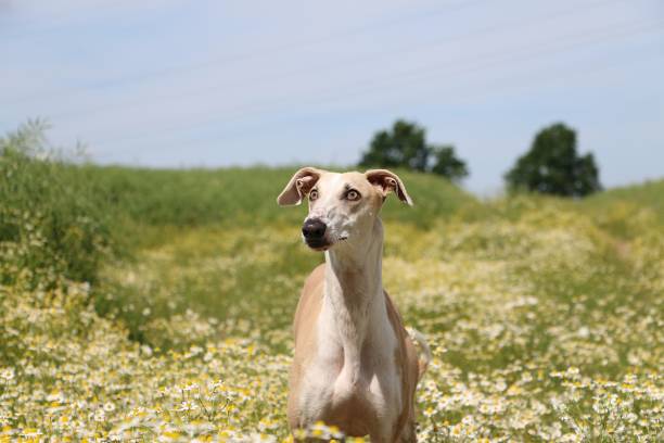 istock winddog in the kamillefeld 813208000