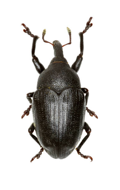 istock True Weevil Larinus on white Background  -  Larinus (Larinomesius) scolymi (Olivier, 1807) 813212064