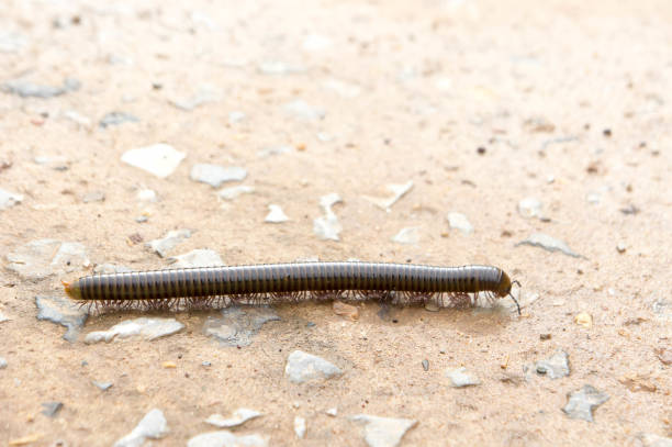 millipede on the floor of the house in the rain. millipede on the floor of the house in the rain. giant african millipede stock pictures, royalty-free photos & images