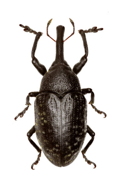 istock True Weevil Larinus on white Background  -  Larinus (Phyllonomeus) sturnus (Schaller, 1783) 813225576
