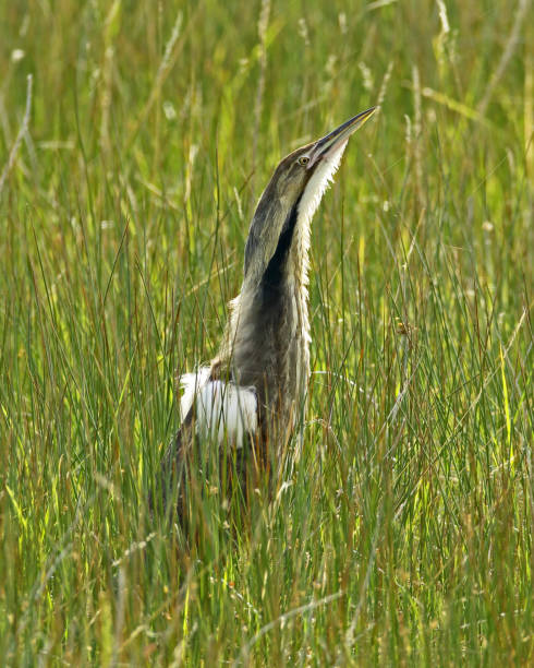 istock American Bittern Breeding Male 813225586
