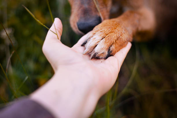 hund pfote und hand - tierische hand stock-fotos und bilder