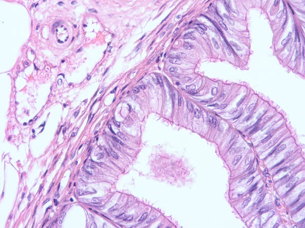 Histology of human tissue Histology of human tissue , show columnar epithelium tissue with microscope view cuboidal epithelium stock pictures, royalty-free photos & images