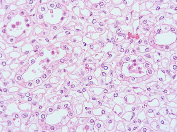 istock Histology of human tissue 813228446
