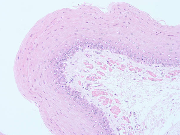 istock Histology of human tissue 813228524