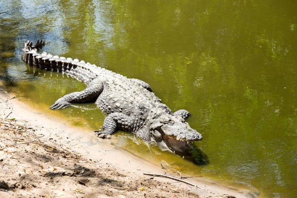 istock The crocodile with open jaws eating looking sleeping 813228554