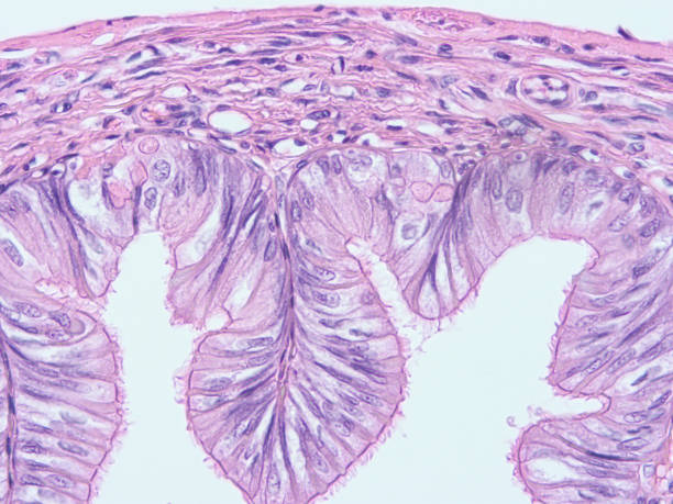 Histology of human tissue Histology of human tissue , show columnar epithelium tissue with microscope view cuboidal epithelium stock pictures, royalty-free photos & images