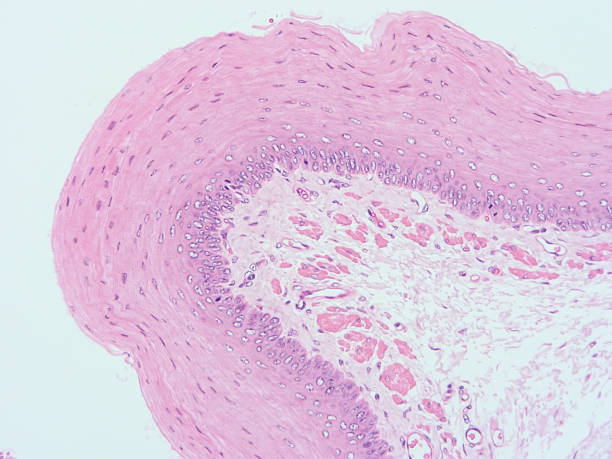 istock Histology of human tissue 813228808